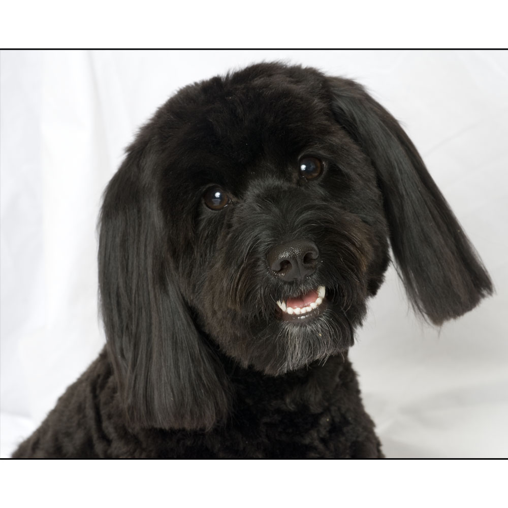 Ace of  Hearts Photo Schnoodle NYC.jpg